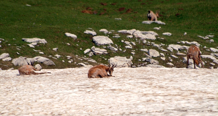 Camoscio d''Abruzzo Rupicapra pyrenaica ornata